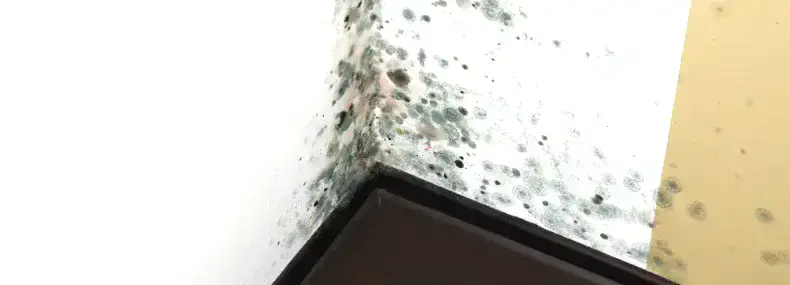 Presencia de hongos en las paredes